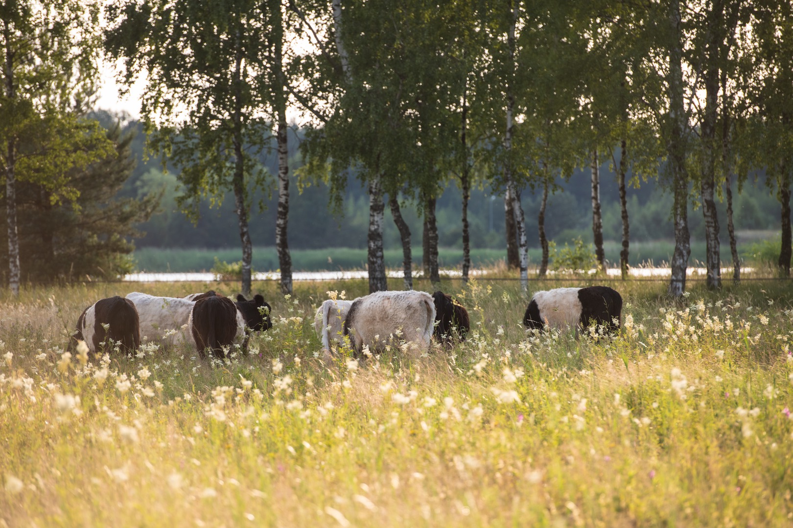 Latvijā pieejama dabiskajās pļavās audzētu liellopu gaļa