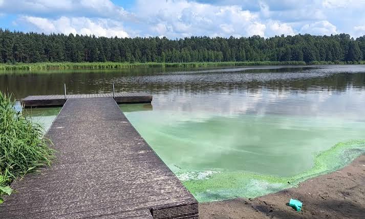 Не рекомендуется купаться в Даугаве у Саласпилса из-за размножения сине-зеленых водорослей