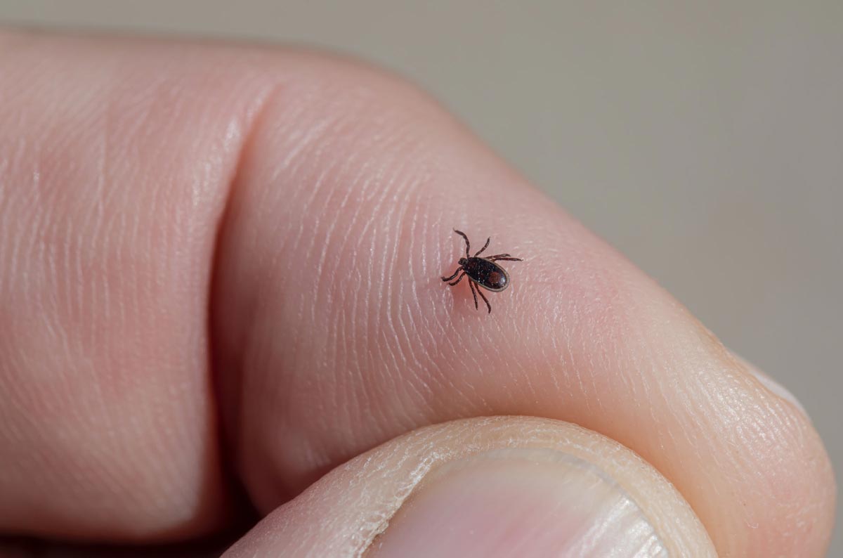 Austrumu slimnīcā šogad ārstēti 56 pacienti ar ērču encefalītu