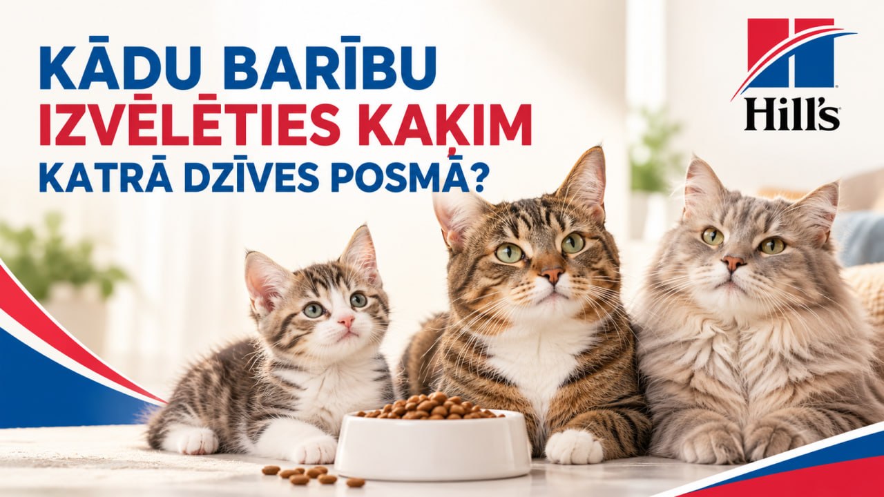 Kādu barību izvēlēties kaķim katrā dzīves posmā?