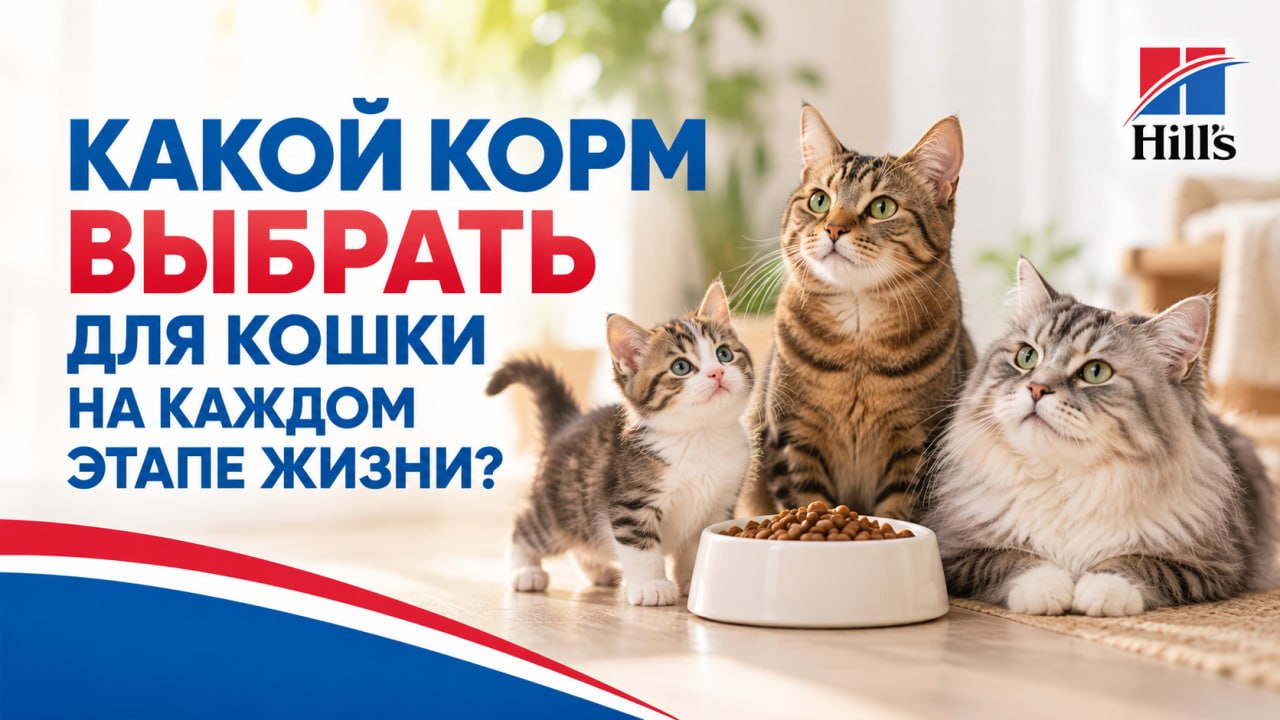 Какой корм выбрать для кошки на каждом этапе жизни?