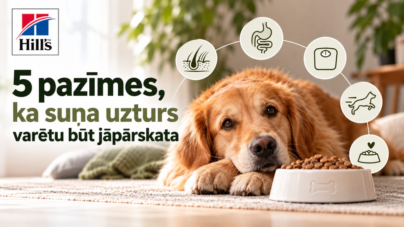 5 pazīmes, ka suņa uzturs varētu būt jāpārskata