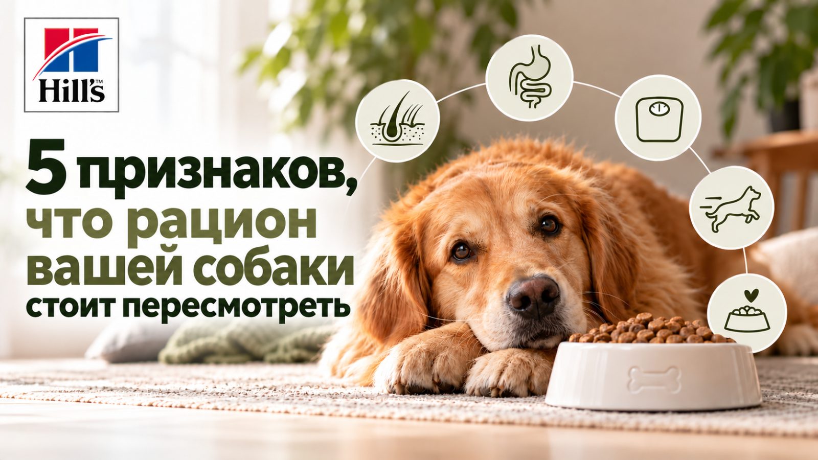 5 признаков того, что рацион вашей собаки стоит пересмотреть
