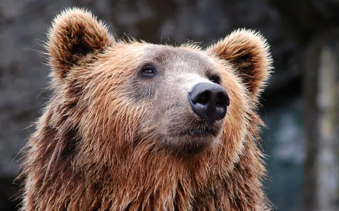 Эстонцы скучают. На Сааремаа не осталось медведей