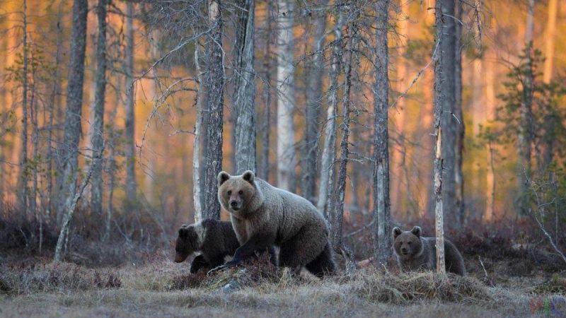 МЧС учит россиян общению с медведем в лесу МЧС учит россиян общению с медведем в лесу