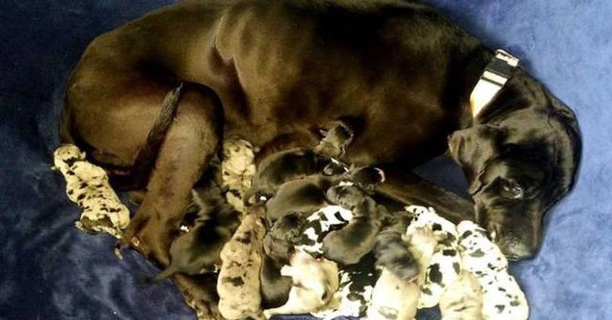 Не стерилизованная из-за коронавируса собака родила 16 щенков