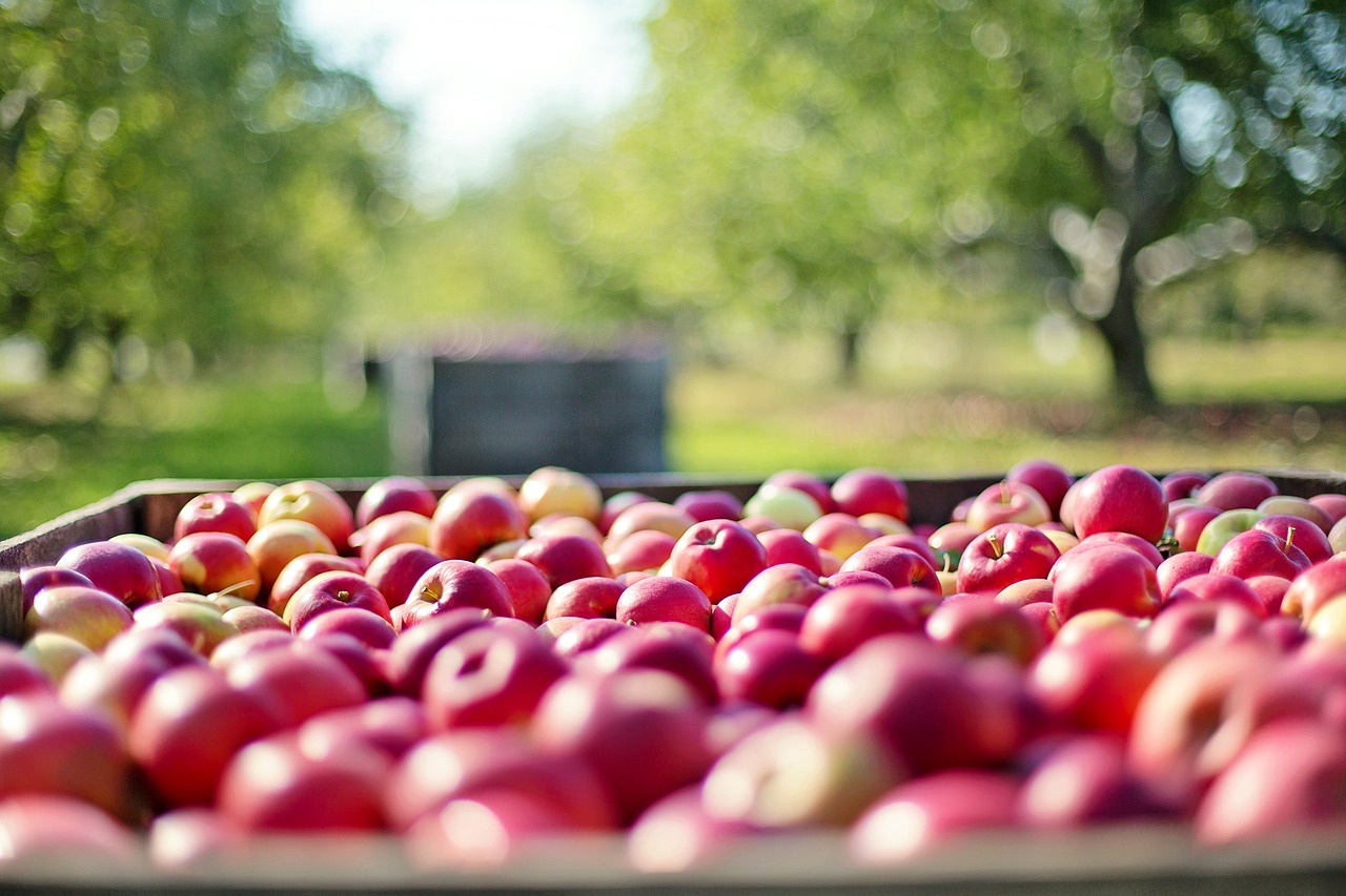 Domina Shopping проведет Apple Festival