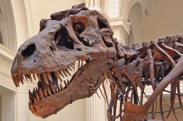 Динозавр T. rex продан за рекордную цену