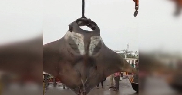 Пойман морской дьявол весом 750 килограммов Пойман морской дьявол весом 750 килограммов