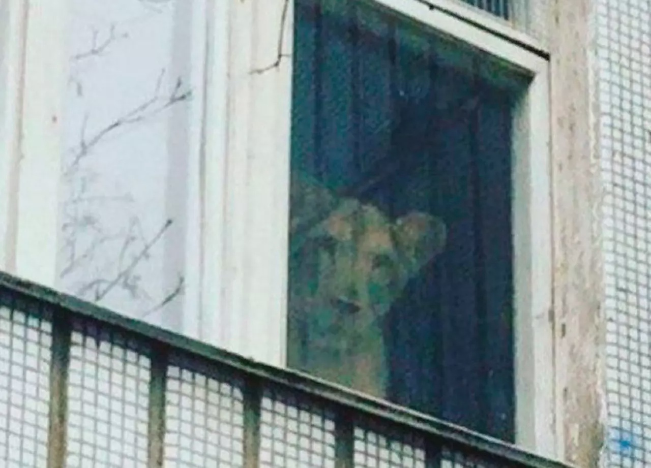 В московской многоэтажке заметили львицу