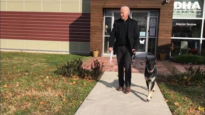 Пес Байдена станет первой собакой из приюта в Белом доме
