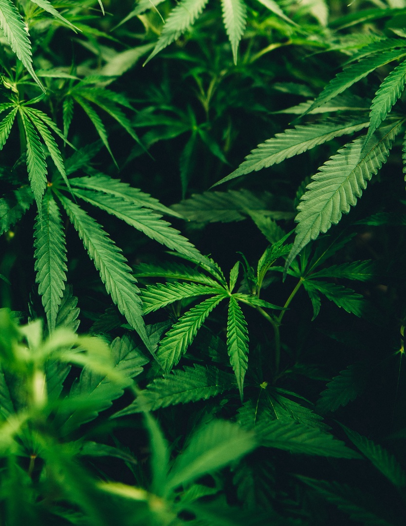 Vašingtonā un Ņūdžersijā referendumos atbalstīta marihuānas un psihodēlisko narkotiku legalizācija