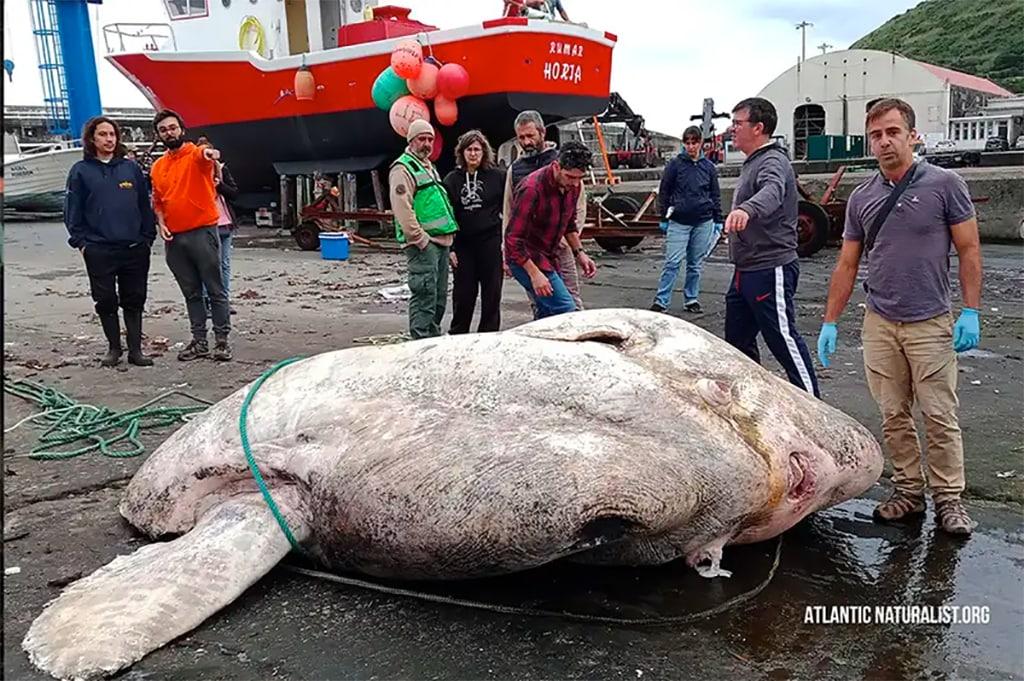 У берегов Португалии нашли самую тяжелую костную рыбу в мире