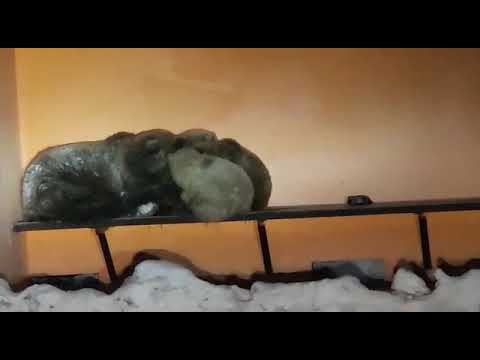 На Камчатке медведица с медвежатами спрятались от пурги на остановке автобуса (ВИДЕО)