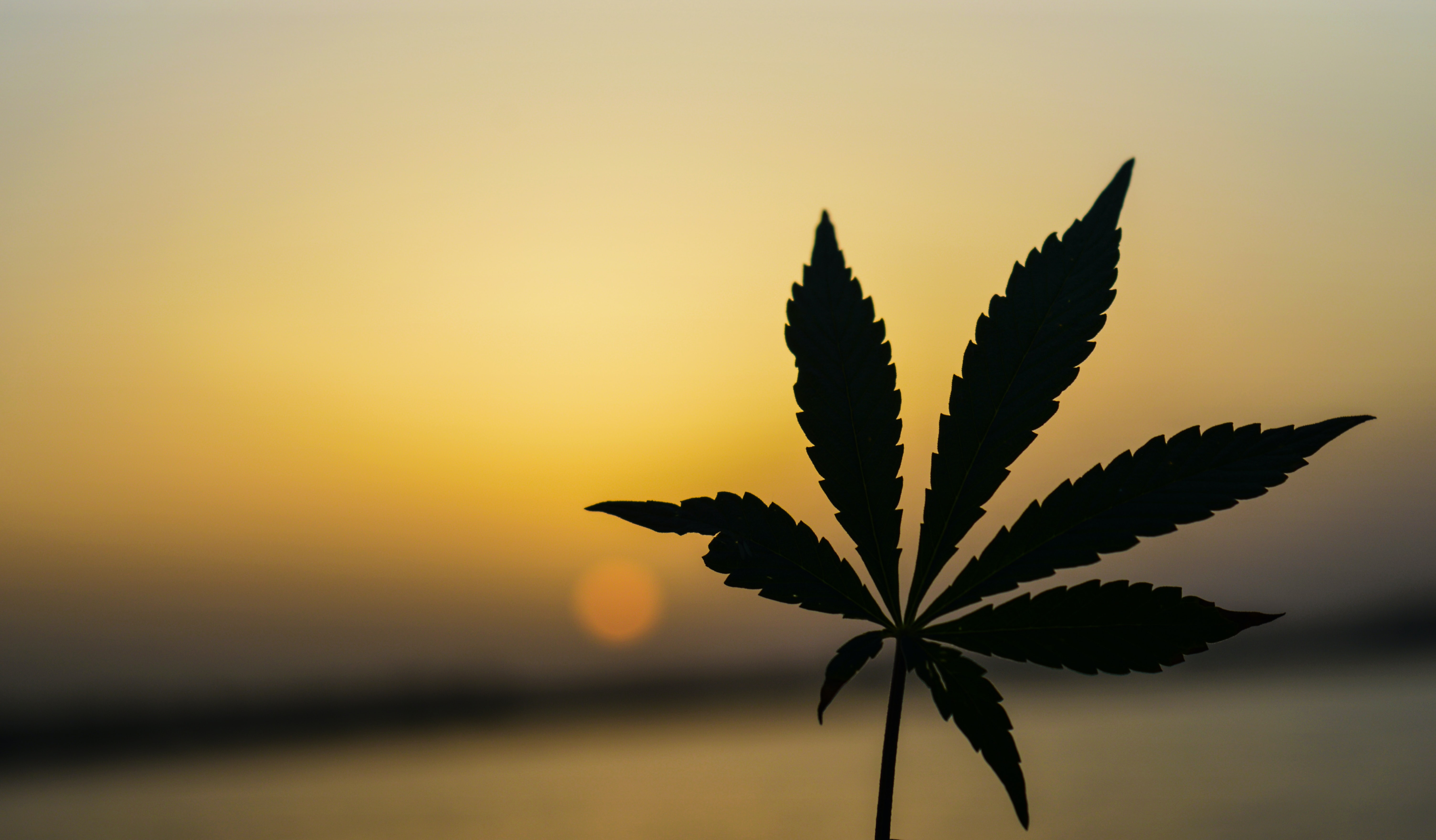Meksikas parlamenta apakšnams atbalsta marihuānas legalizāciju