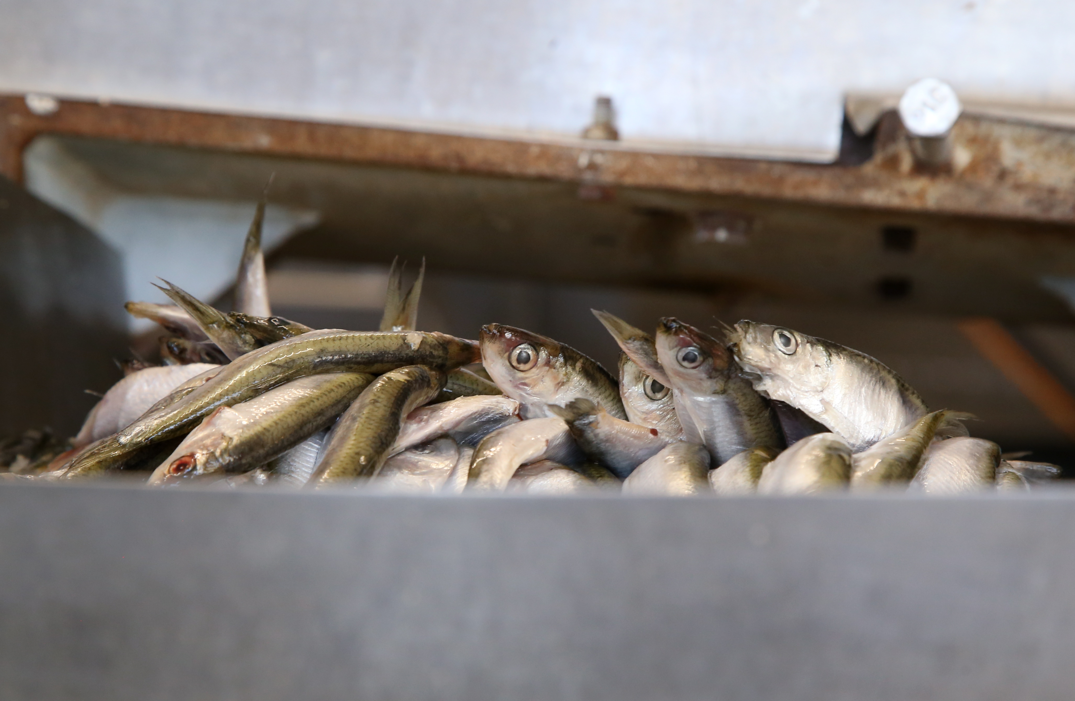 Zivsaimniecības uzņēmuma "Verģi" apgrozījums pērn pieauga par 15,8%