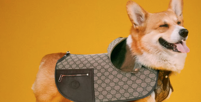 Собачья Dolce vita: Gucci выпустил коллекцию для собак и кошек