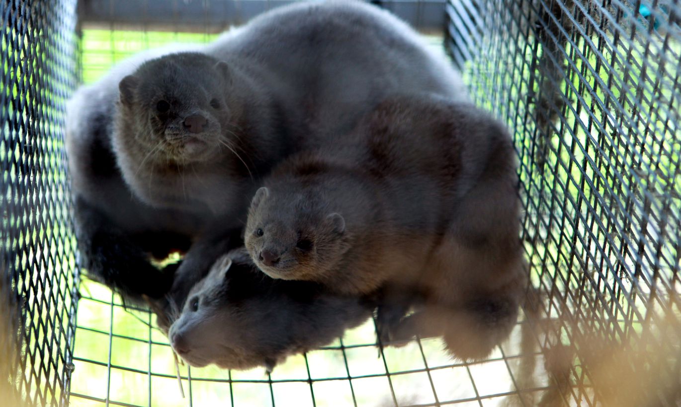На звероферму Baltic Devon Mink готовят дело о жестоком обращении с животными