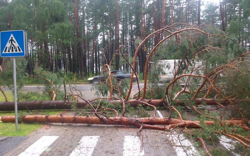 Вчерашняя буря повалила больше 70 деревьев Вчерашняя буря повалила больше 70 деревьев