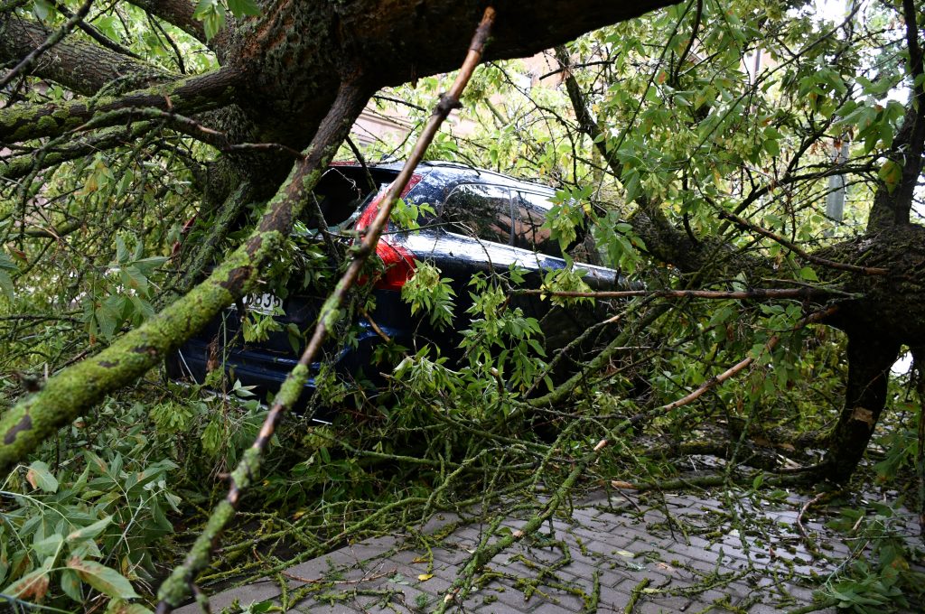В Риге бурей поломало около 350 деревьев