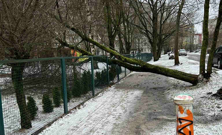 Сорванные крыши и деревья: ущерб от урагана оценивают в два миллиона евро