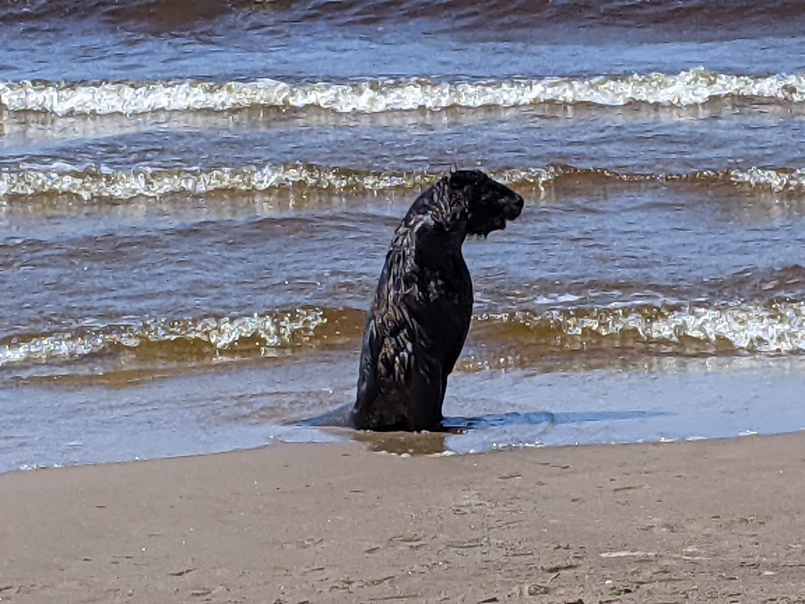 В Рижском заливе вода местами прогрелась до +20 градусов В Рижском заливе вода местами прогрелась до +20 градусов