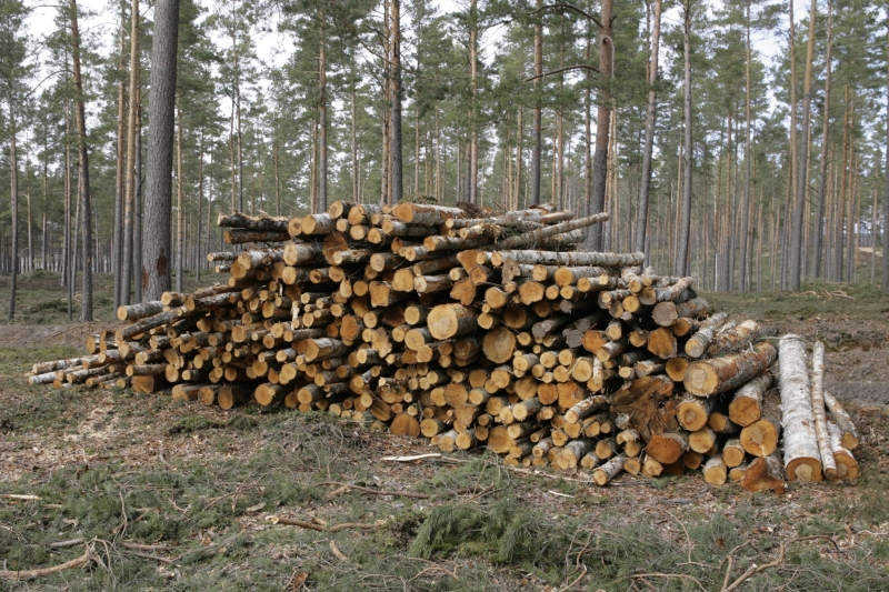 Импорт леса Латвии в 2021 году вырос на 40,9%