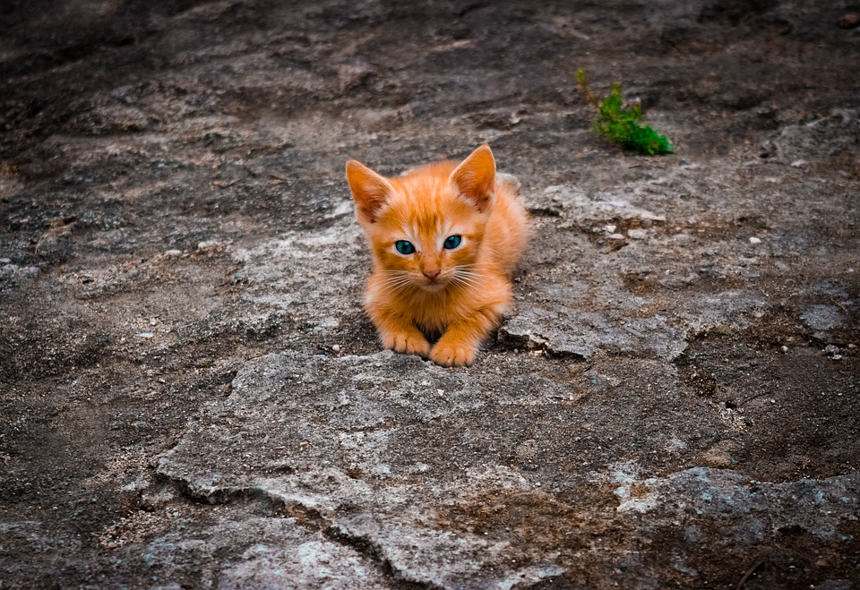 Эстонские спасатели спасли котенка и воробья Эстонские спасатели спасли котенка и воробья