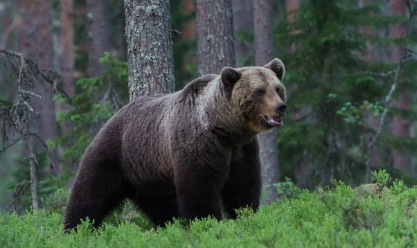 Медведи исчезают: во всей Латвии обитает всего от 30 до 50 особей