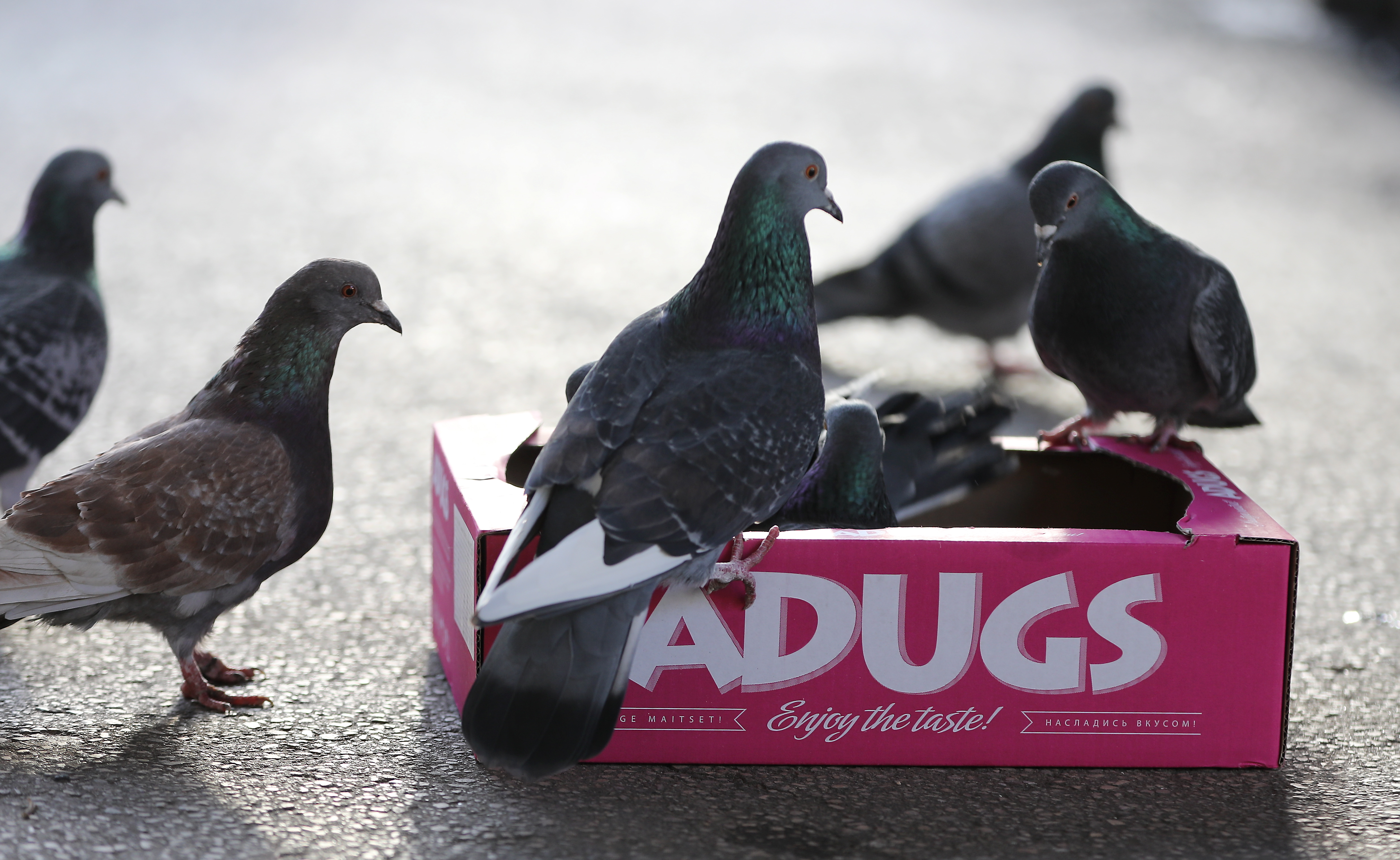 Uzņēmumā "Adugs" konstatēts "smagāko pārkāpumu komplekts"