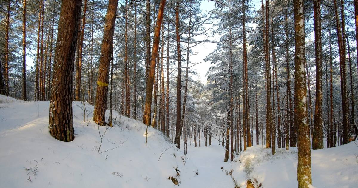 На Manabalss.lv собирают подписи, чтобы защитить дюнную зону в Яундубулты