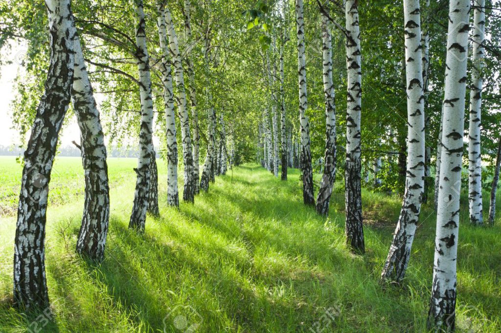 В Латвии Ивановых больше, чем Берзиньшей