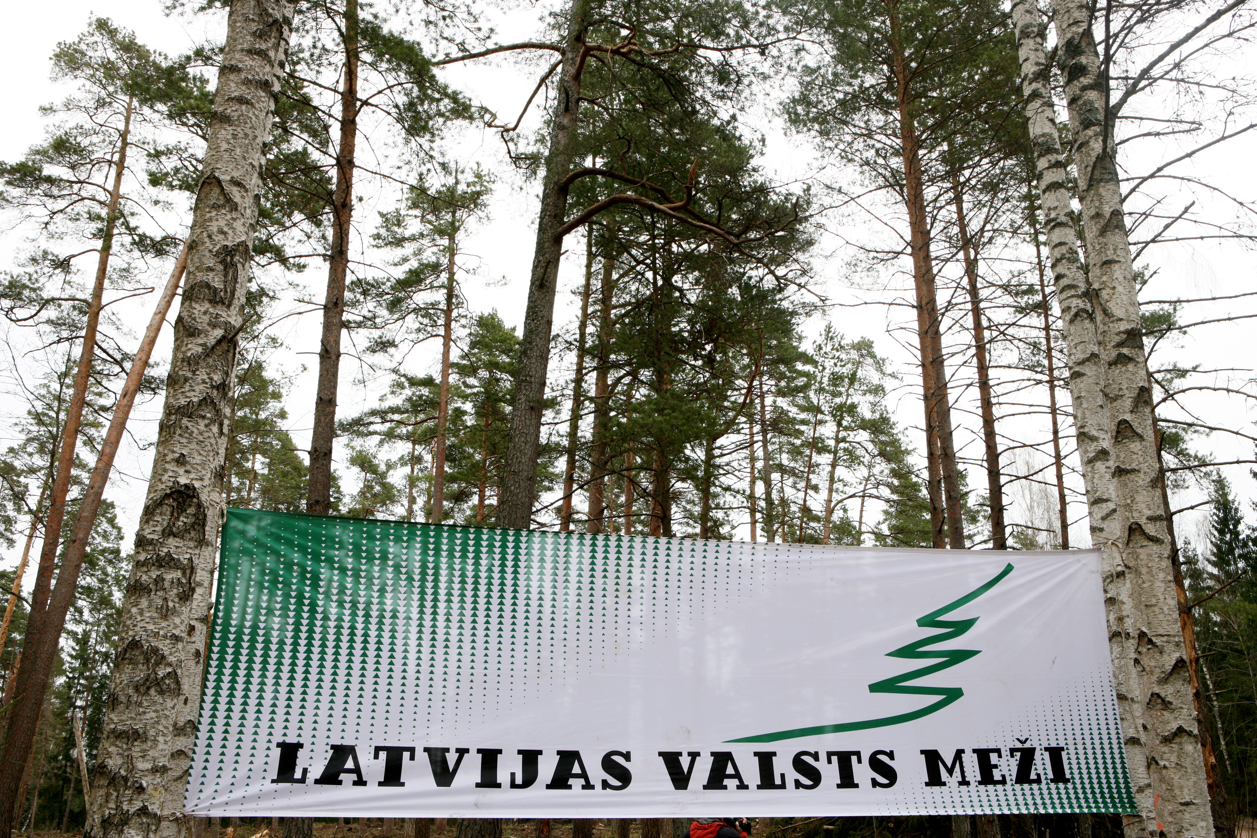 Планируется назначить временного руководителя "Latvijas valsts meži"