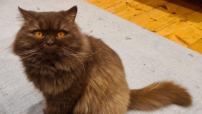 Загадочный русский кот найден в Гэмпшире Загадочный русский кот найден в Гэмпшире