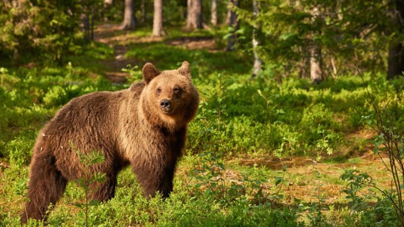 Латвийцев приглашают к участию в «медвежьем» фотоконкурсе и не поворачиваться к медведю спиной