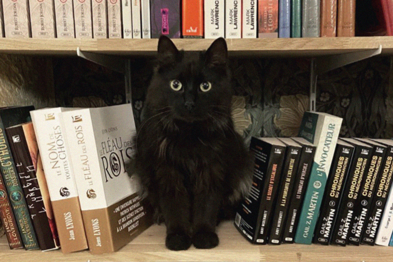 Во французском книжном «работают» коты из приюта