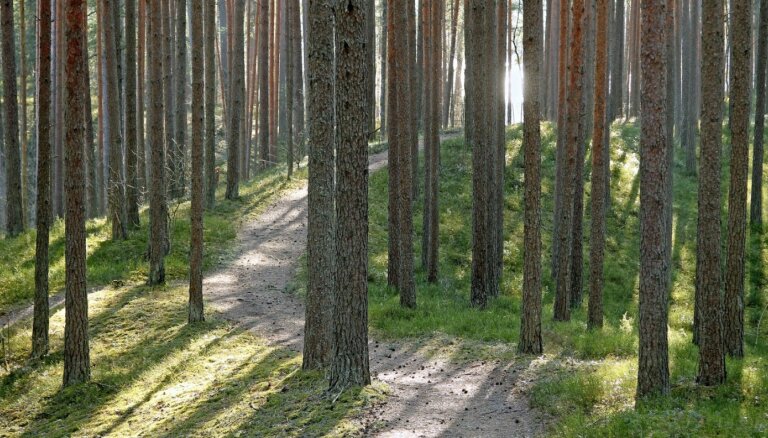 Если Рига купит леса, деньги на это не будут взяты из бюджета города