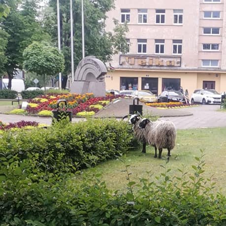 В Риге поймали заблудших овечек, щипавших травку на Тейке