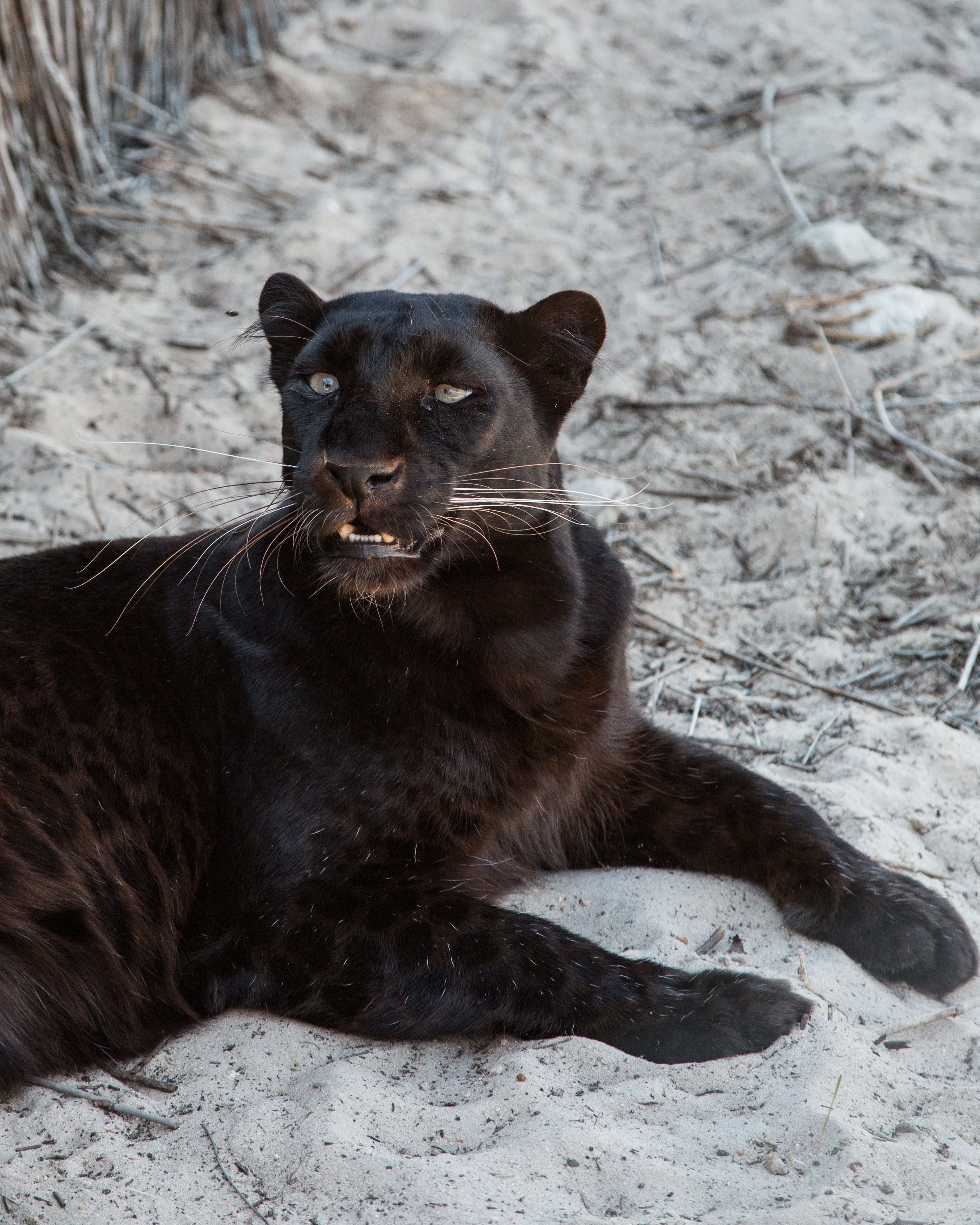 VID vēl nav pārņēmis pirms gada Skanstes rajona dzīvoklī izņemto melno leopardu