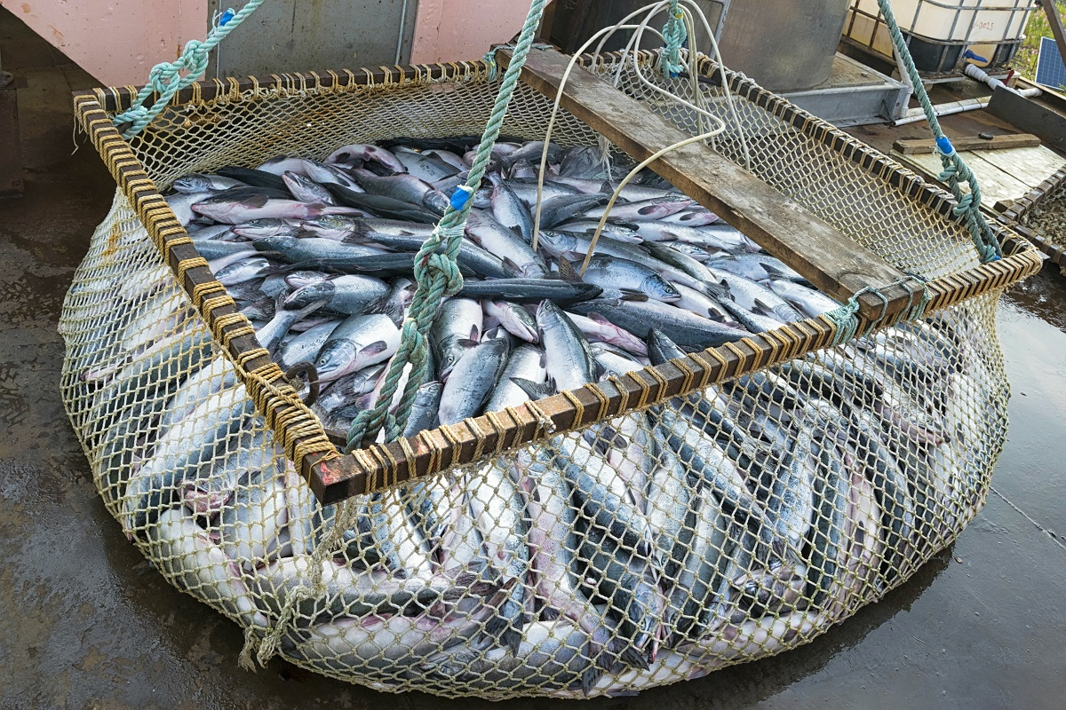 Квота Латвии на добычу сельди в Балтийском море в следующем году сократится на 43%