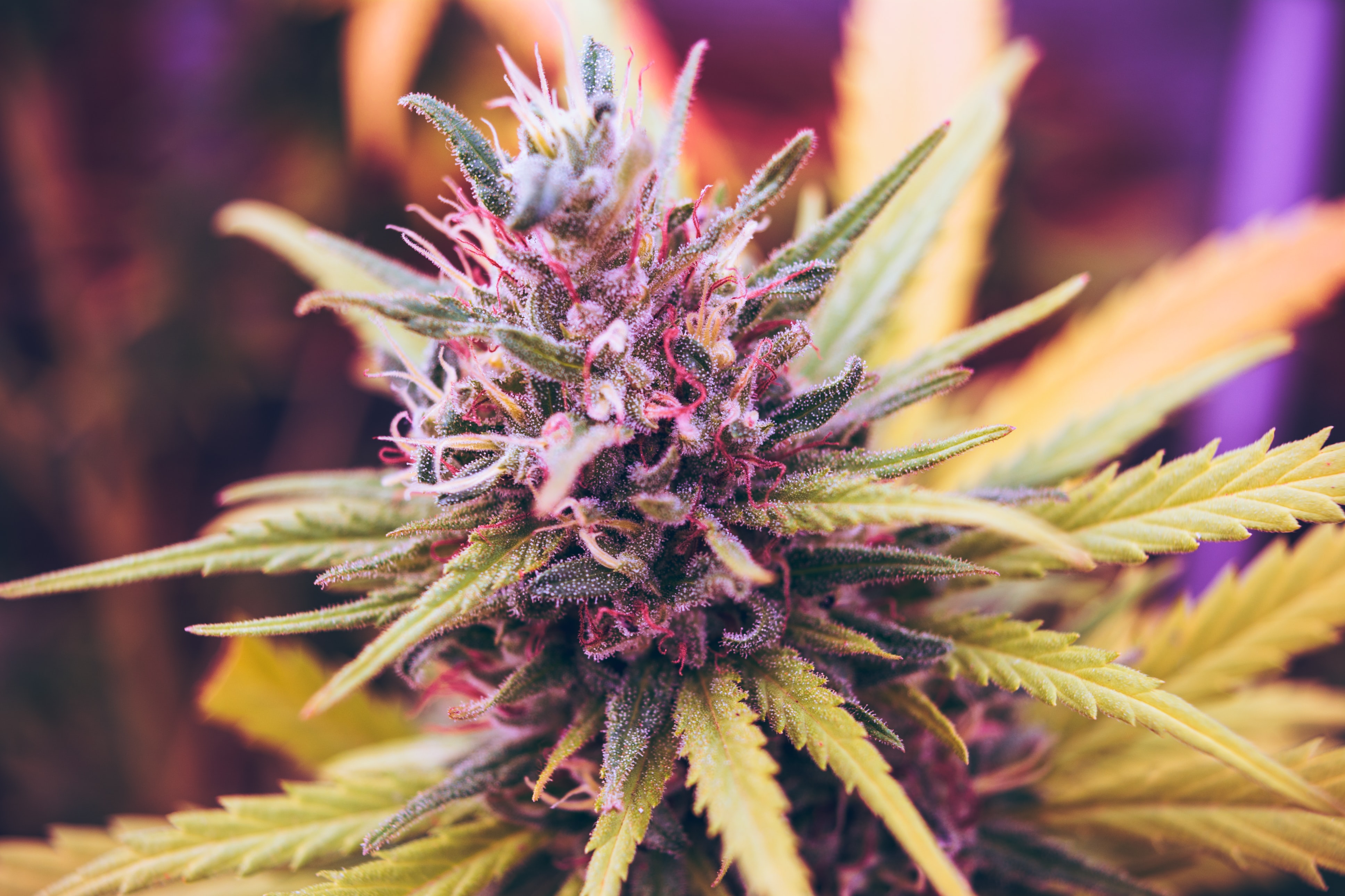 ASV Virdžīnijas štats uz agrāku laiku pārceļ marihuānas legalizāciju
