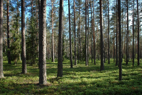 В Латвии нехватка лесорубов. Деревообработчики в панике В Латвии нехватка лесорубов. Деревообработчики в панике