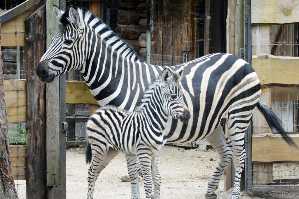 Rīgas zoodārza apmeklējums 1. aprīlī maksās vienu eiro