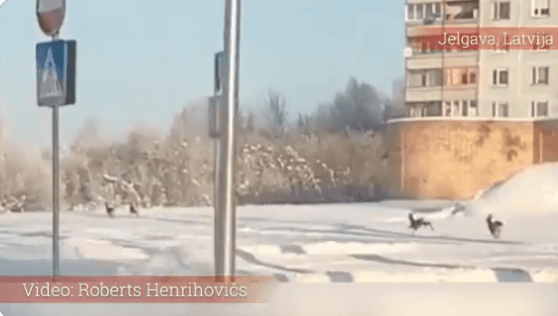 Нашествие косуль в Елгаве: животных засняли в черте города (видео)