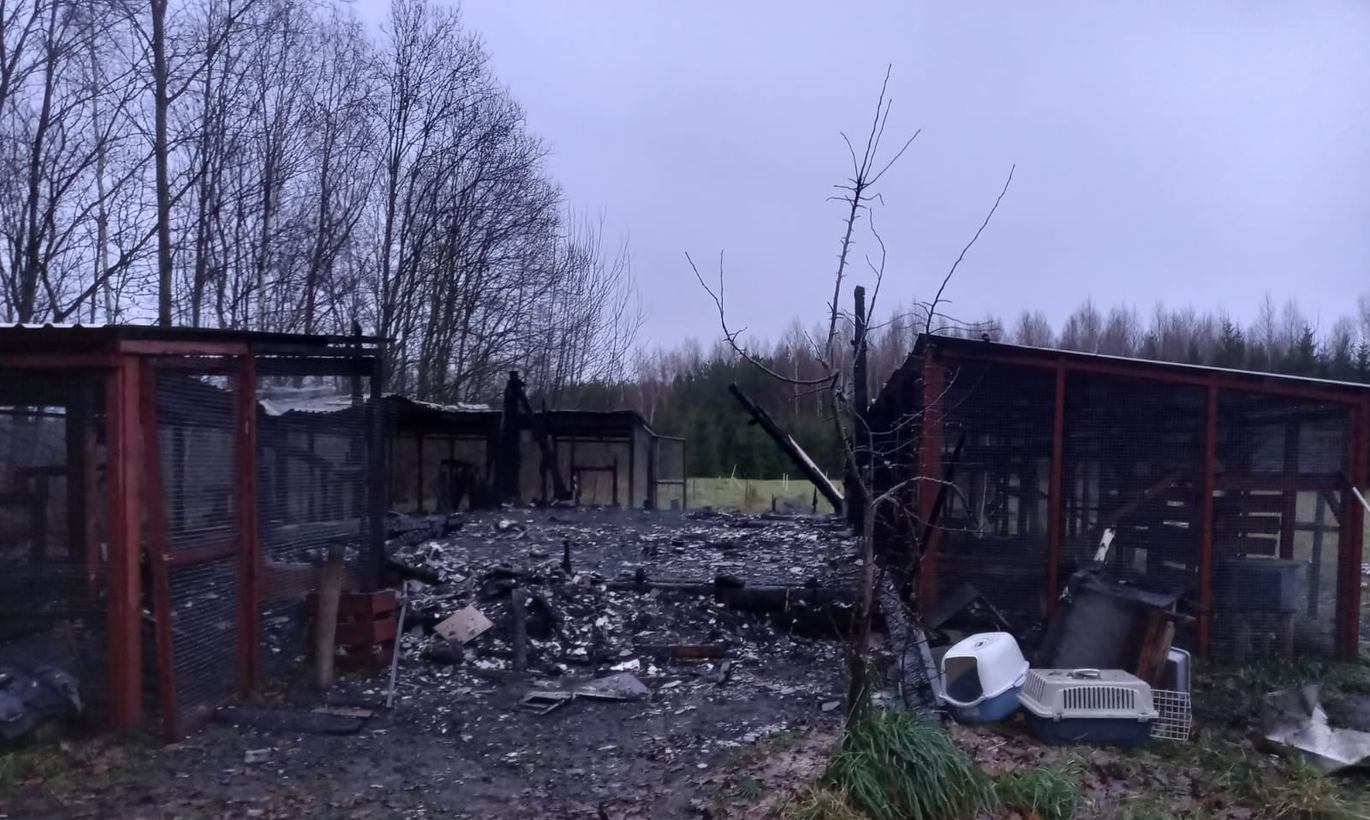 Трагедия в приюте - сгорел кошкин дом. 40 котиков очень нуждаются в помощи