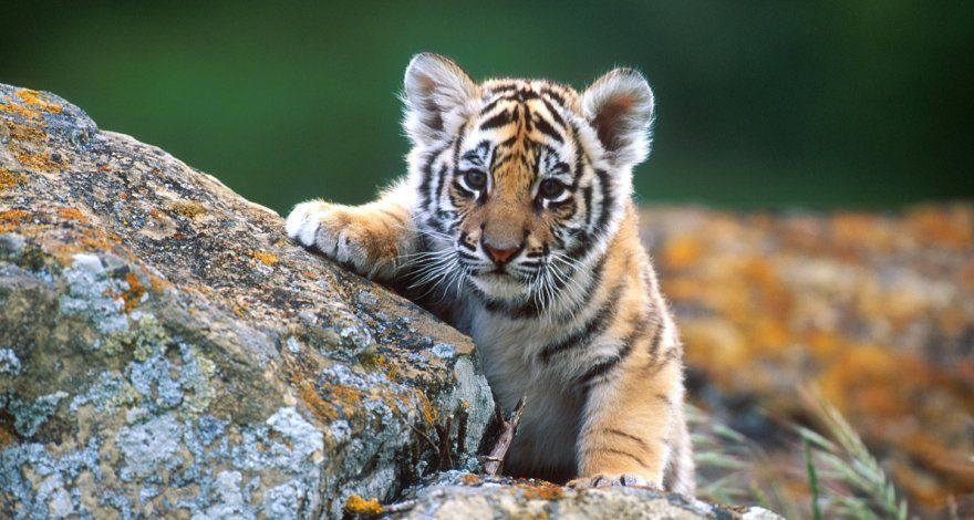 WWF сообщил о сокращении популяций животных в мире на 69% за 50 лет