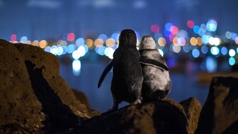 Фото-премия года: овдовевшие пингвины держатся вместе