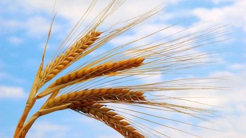 Пшеница накрутит цены на продукты питания Пшеница накрутит цены на продукты питания