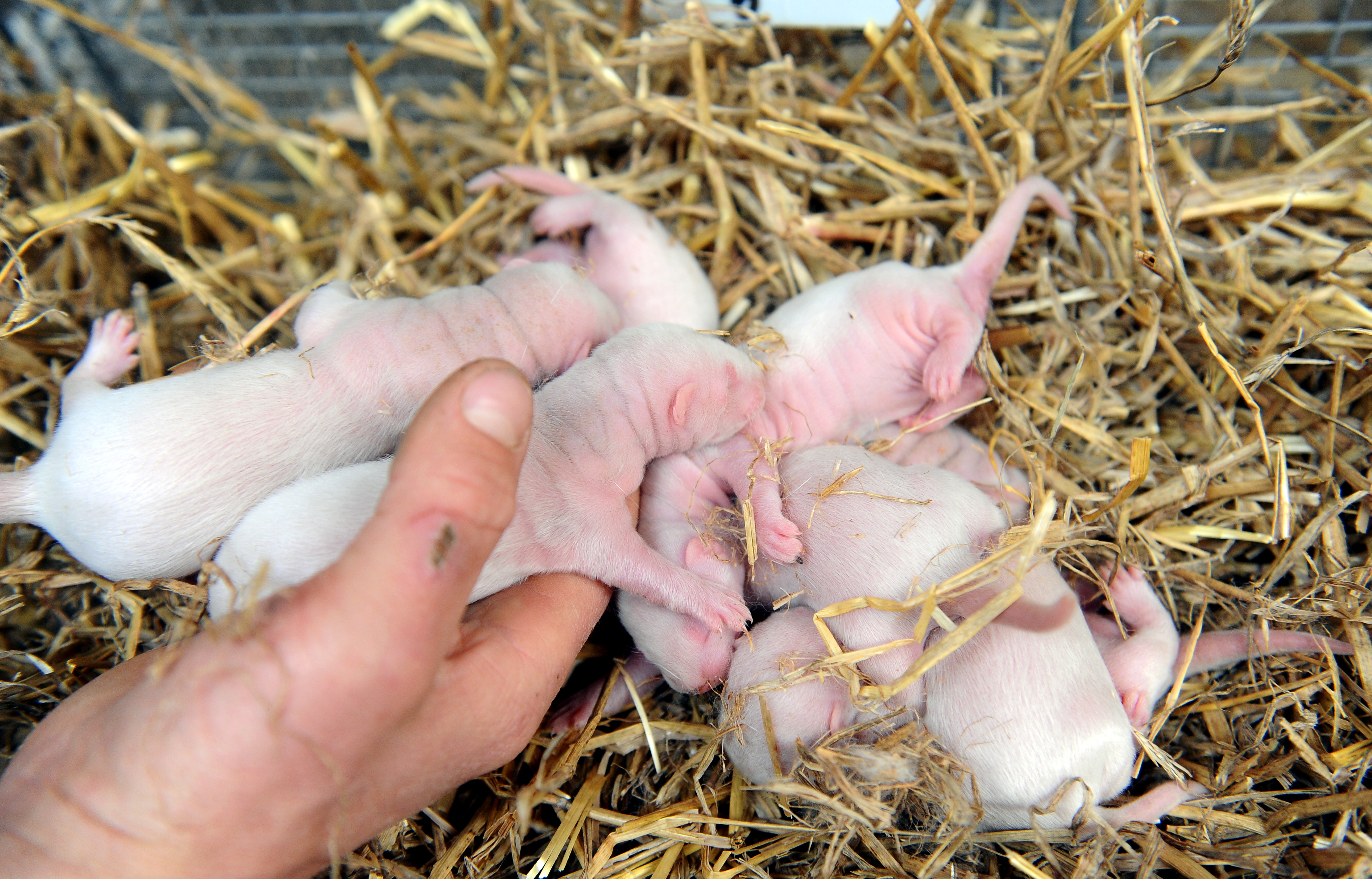 "Baltic Devon Mink" ūdelēm saslimstība ar Covid-19 norit asimptomātiski "Baltic Devon Mink" ūdelēm saslimstība ar Covid-19 norit asimptomātiski