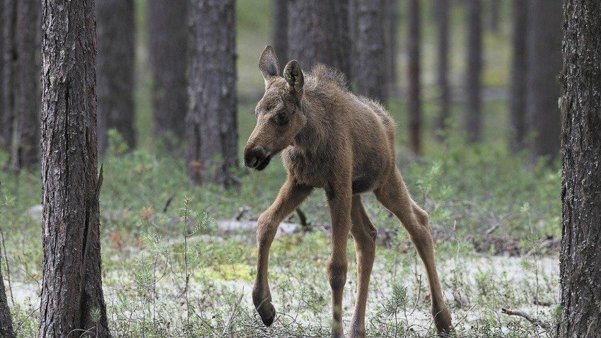 Внимание! Лоси с лосятами гуляют по дорогам